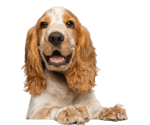 Home - IDEXX Software