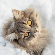 IDEXX Veterinary Software appointment reminders