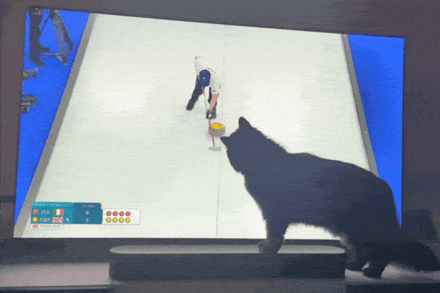 Cat watching curling on television